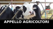 Crisi del latte di bufala, appello agricoltori Lazio