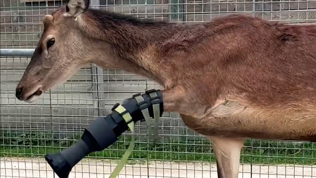Sauvé de l'euthanasie, le cerf de Bambi marche désormais avec une prothèse