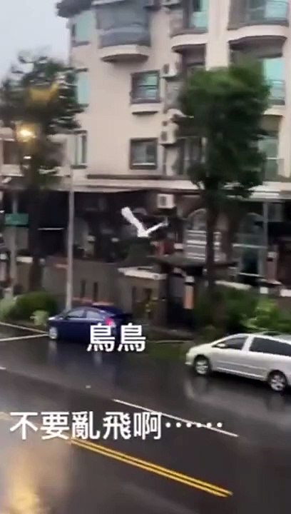 Des oiseaux luttent face au vent pendant le typhon Krathon