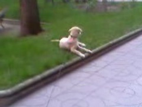 chien foufou dans l'herbe