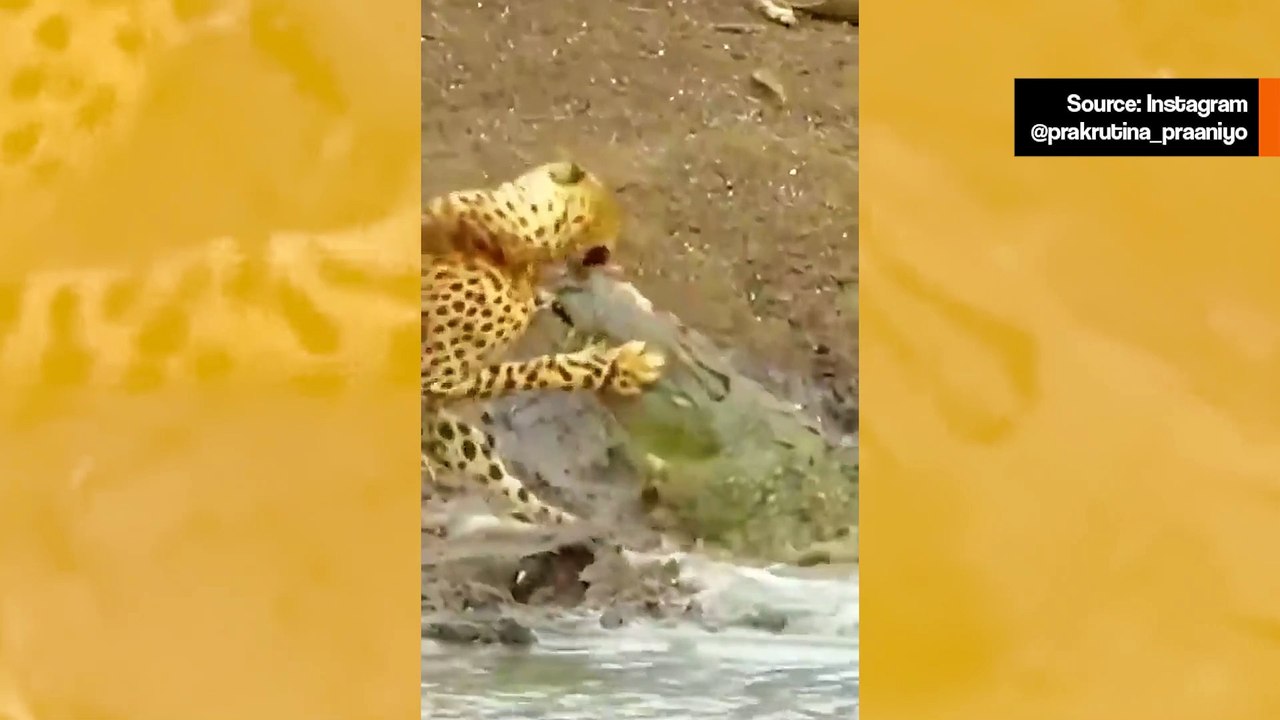 Vaikuttava video tallentaa krokotiilin ja leopardin taistelun