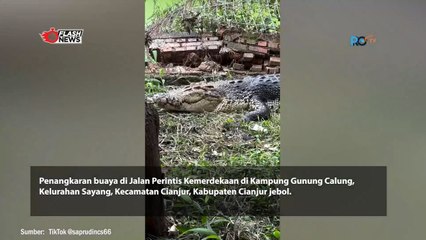 Insiden Tembok Pengkaran Jebol, Buaya Masuki Pemukiman Warga Cianjur