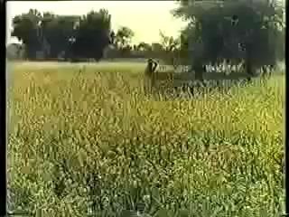 O Wanjhli waleria  Singer: Noor Jehan  Movie :Heer Ranjha (1970)