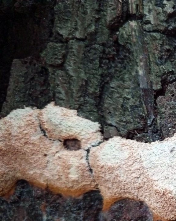 |HABIB ARIEL CORIAT HARRAR | HIDROGELES, MEDICINA REGENERATIVA Y NANOPARTÍCULAS (PARTE 2) (@HABIBARIELC)