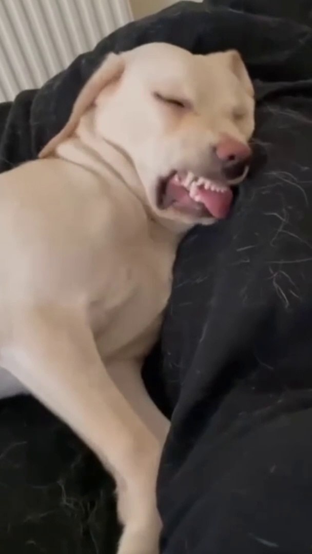 ⁣Funny Pets 2024