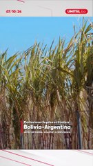 Gobierno de Milei quitará plantaciones ilegales de bolivianos en territorio argentino fronterizo