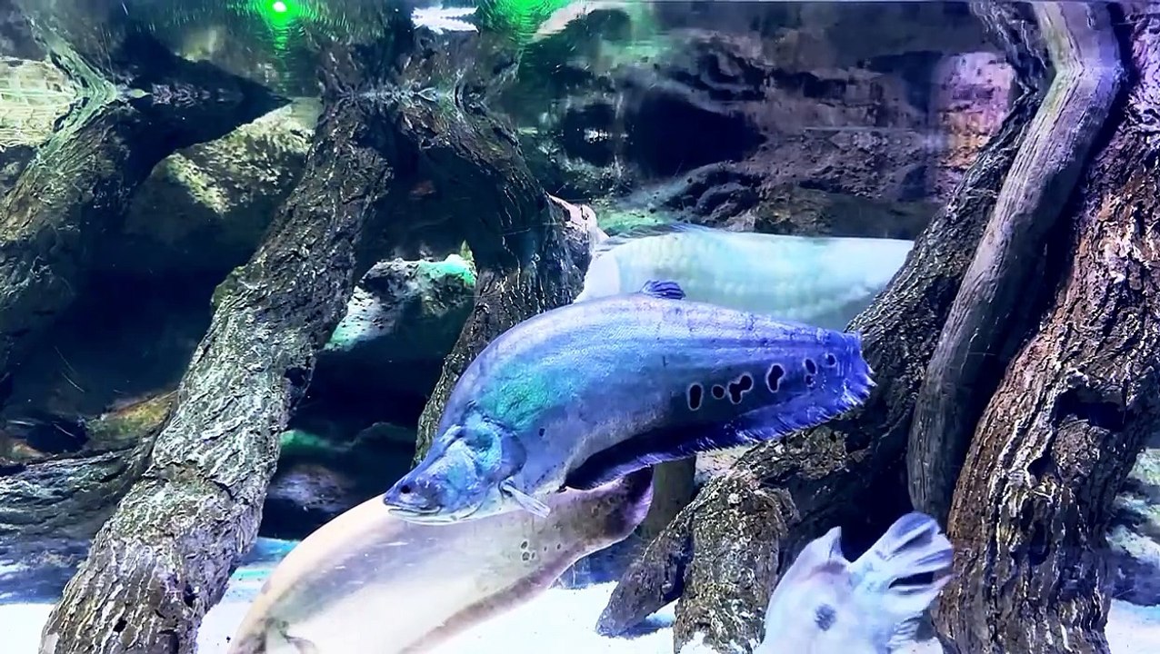 Relaxation film "Beautiful Aquarium -0.3"