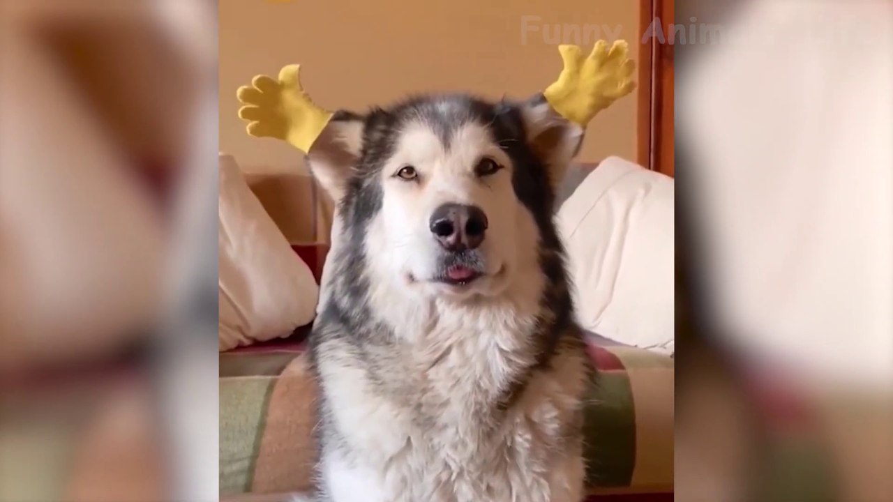 Funniest Animal Videos  2024  Funny Cats And Dogs Videos