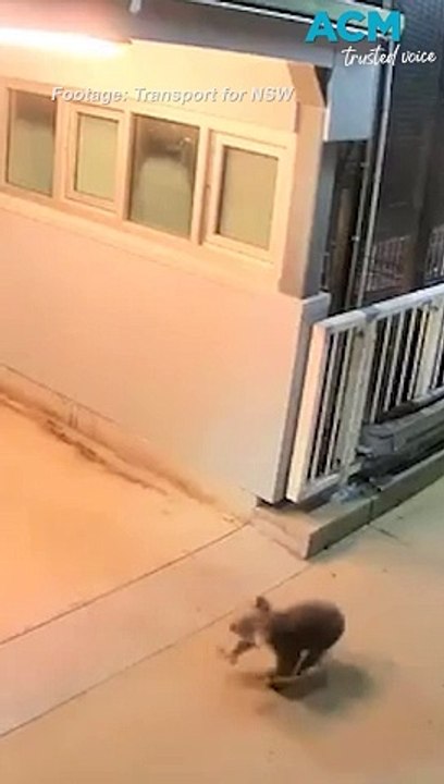 Curious koala seen wandering around Casula, NSW train station