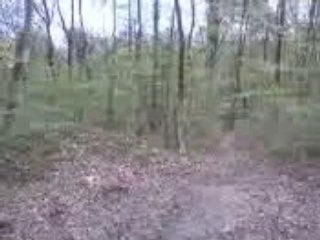 GE 77 & BD 77 ( monstre à la foret )