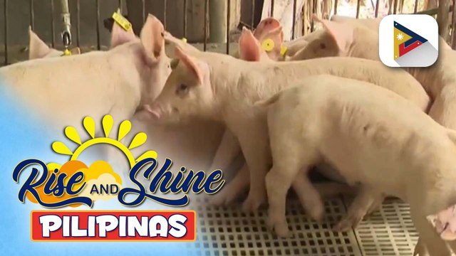 Department of Agriculture, binibilisan na ang pagbabakuna sa mga baboy kontra ASF