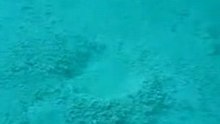 Amazing Sea Creature!!