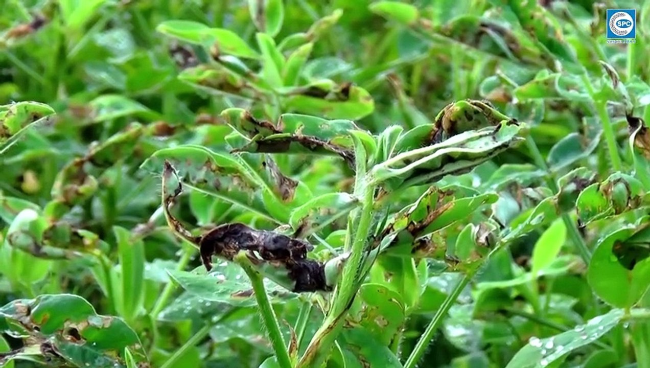 Cùng Chuyên gia SPC hướng dẫn cách phòng trừ dịch hại tổng hợp trên cây đậu phộng