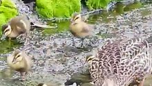 The movements are so funny! Cute baby ducks