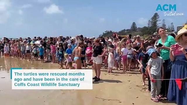 Two green sea turtles released at Town Beach | October 8, 2024 | Port Macquarie News