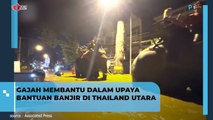 Gajah Membantu Dalam Upaya Bantuan Banjir di Thailand Utara