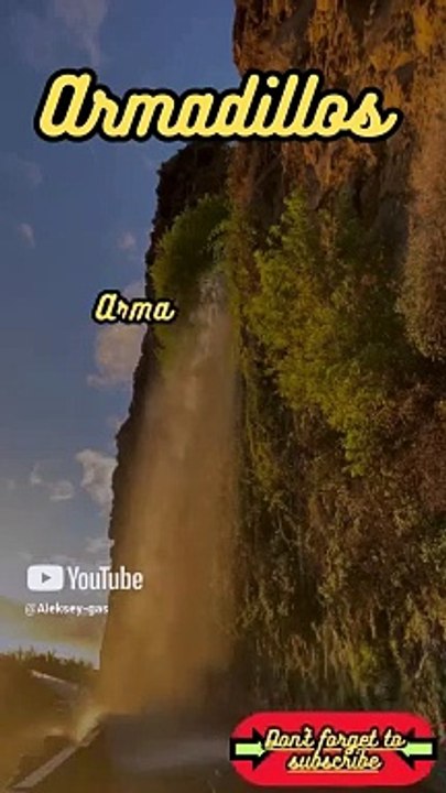 Animal Facts        Armadillos          #shorts