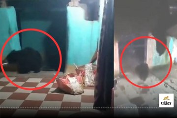 आधी रात दीवार फांद कर घर में घुसे 2 भालू