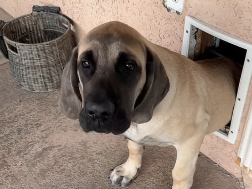 Hund 'Benny' steckt in Katzenklappe fest und geht viral