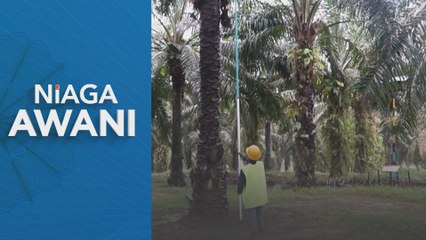 MPOB harap kerajaan bantu penanam pulih semula pokok sawit