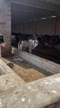 #trending #viral #usa #shortvideo #viralvideos #animals #nature #cow #cowbaby #innocent #petslife