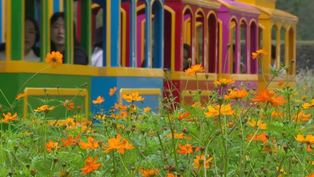 알록달록 가을꽃 향연...정읍 구절초 꽃 축제 개막 / YTN