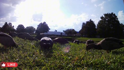 Otro dia mas con los patitos cacheteros.