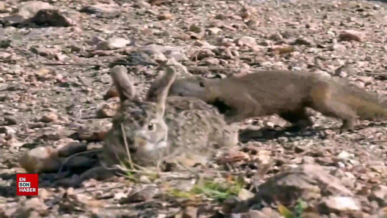 Firavun farelerinin yavru tavşan avı