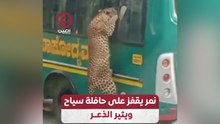 نمر يقفز على حافلة سياح ويثير الذعر