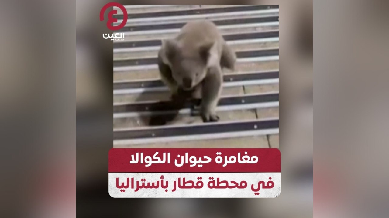 مغامرة حيوان الكوالا في محطة قطار بأستراليا