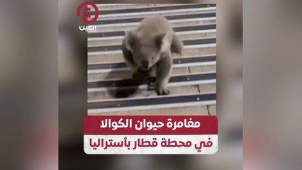 مغامرة حيوان الكوالا في محطة قطار بأستراليا