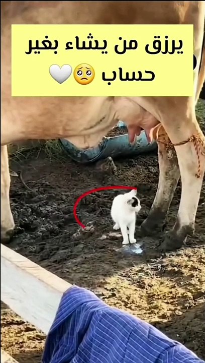 https://www.dailymotion.com/partner/x32xsks/media/video?upload=true