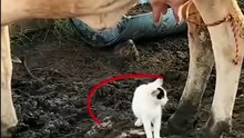 https://www.dailymotion.com/partner/x32xsks/media/video?upload=true