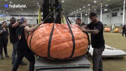 Un concours de citrouilles géantes aux USA quelques semaines avant Halloween