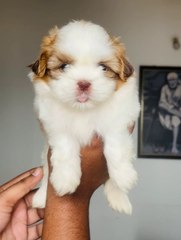 cute shih Tzu puppy ultimate quality ❤️ cute