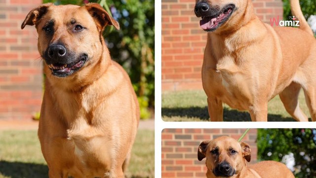 Il passe un accord avec son propriétaire : quelques mois plus tard, il brise deux cœurs et une promesse