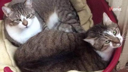 Depuis un an et demi, ces deux chats attendent un adoptant avec un coeur assez gros pour les adopter ensemble