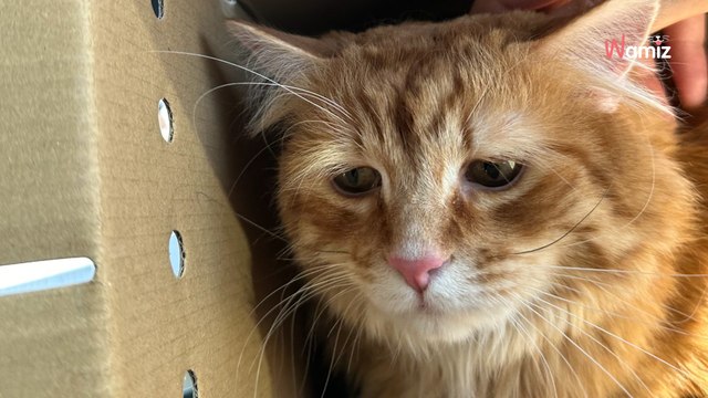 « Les yeux les plus tristes du refuge » : après son adoption, ce chat s’est métamorphosé