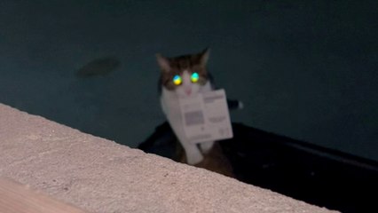 Tierhalter freut sich über Katze, die Rubbellos gewinnt