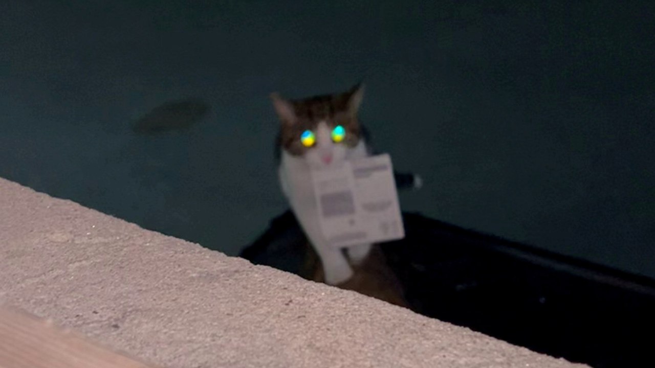 Tierhalter freut sich über Katze, die Rubbellos gewinnt