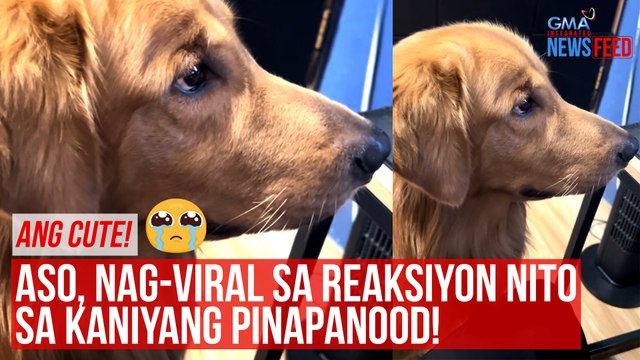 Aso, nag-viral dahil sa reaksyon nito sa kaniyang pinapanood! | GMA Integrated Newsfeed