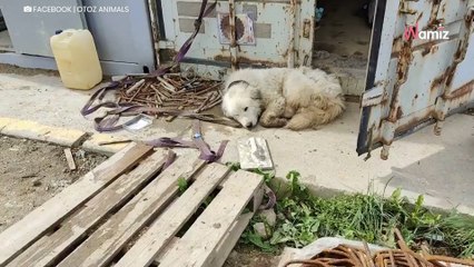 Buba escaped life on a chain, but was so weak she couldn't even stand
