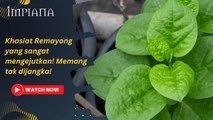 Khasiat Remayong yang sangat mengagumkan dan mengejutkan! Boleh menecegah penyakit?