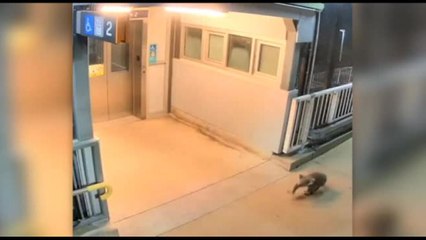 Koala smarrito entra nella stazione dei treni di Sydney