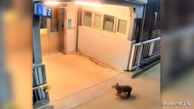 Koala smarrito entra nella stazione dei treni di Sydney