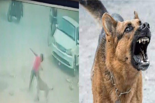 CG News: नहीं थम रहा कुत्तों का आतंक! घर के बाहर खेल रहे बच्चे को बुरी तरह नोंचा