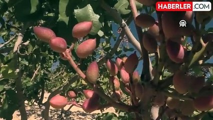 Türkiye'nin Fıstık İhracatı 144 Milyon Doları Aştı