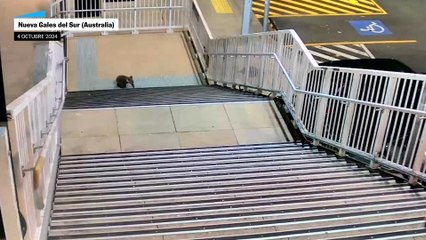 Un koala se pasea por una estación de tren en Australia