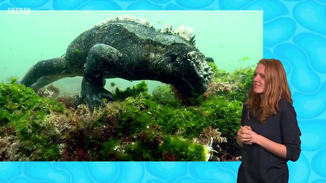 My Pet and Me Galapagos Special 1 Marine Iguanas signed