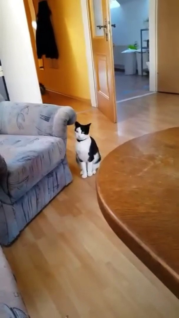 Cat race | funy cat |